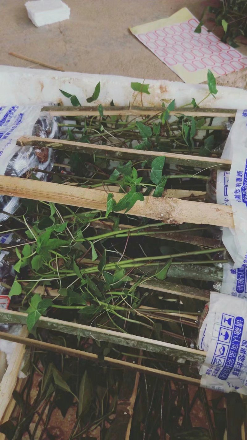 青皮红肉木瓜苗，挂果率高产量大，苗圃基地培育