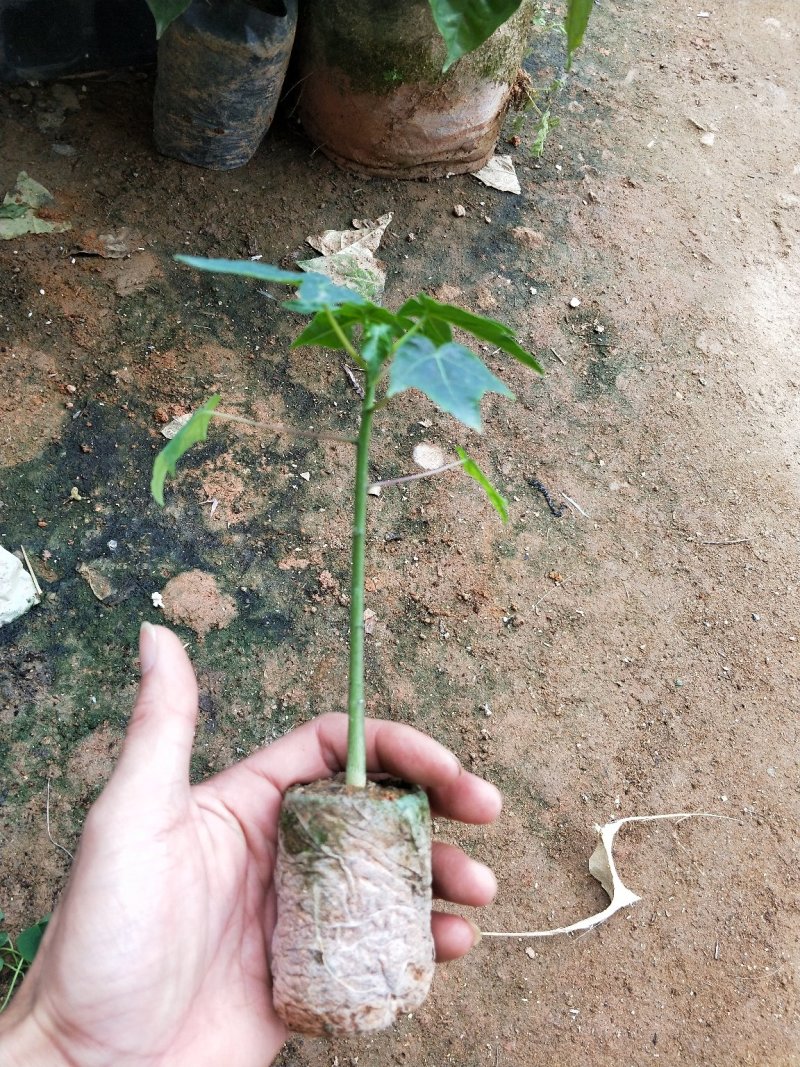 青皮红肉木瓜苗，挂果率高产量大，苗圃基地培育