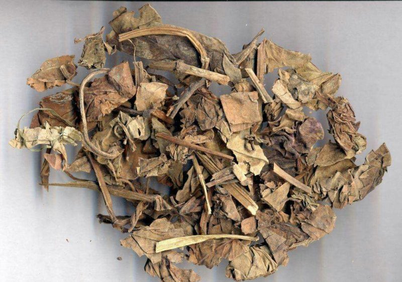 中药材野生鱼腥草根天然鱼腥草