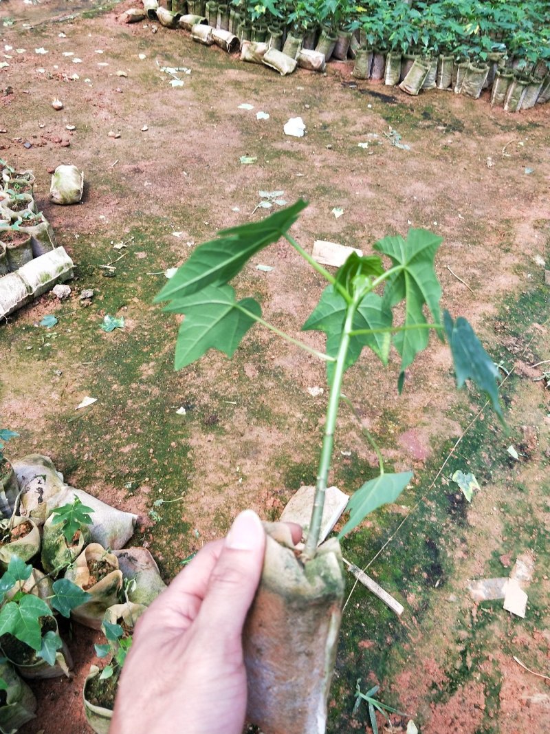 青皮红肉木瓜苗，挂果率高产量大，苗圃基地培育