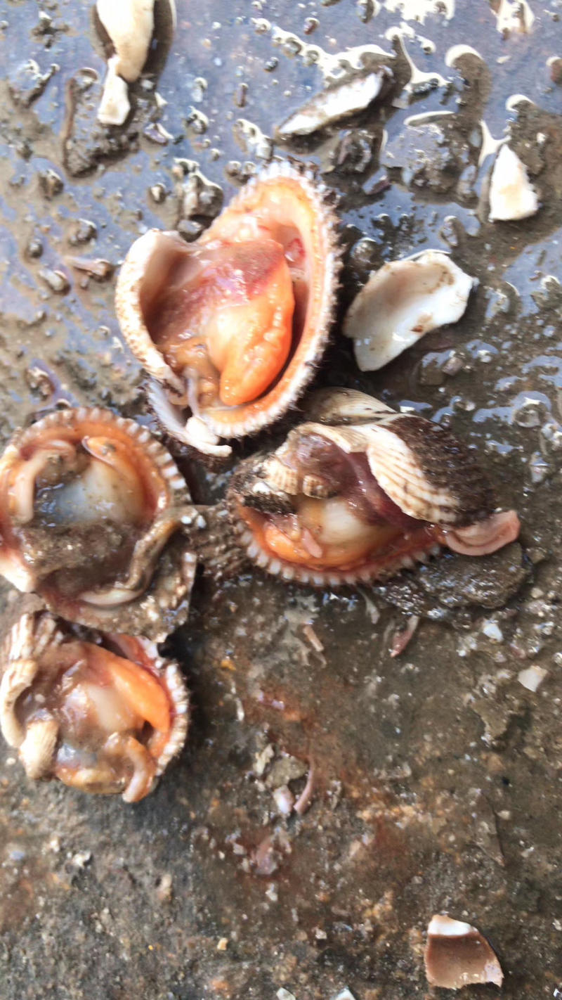 毛蛤蛤蜊赤贝血蛤鲜活贝壳保活发货质量保证