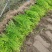 迎春花30一70色块苗大量
