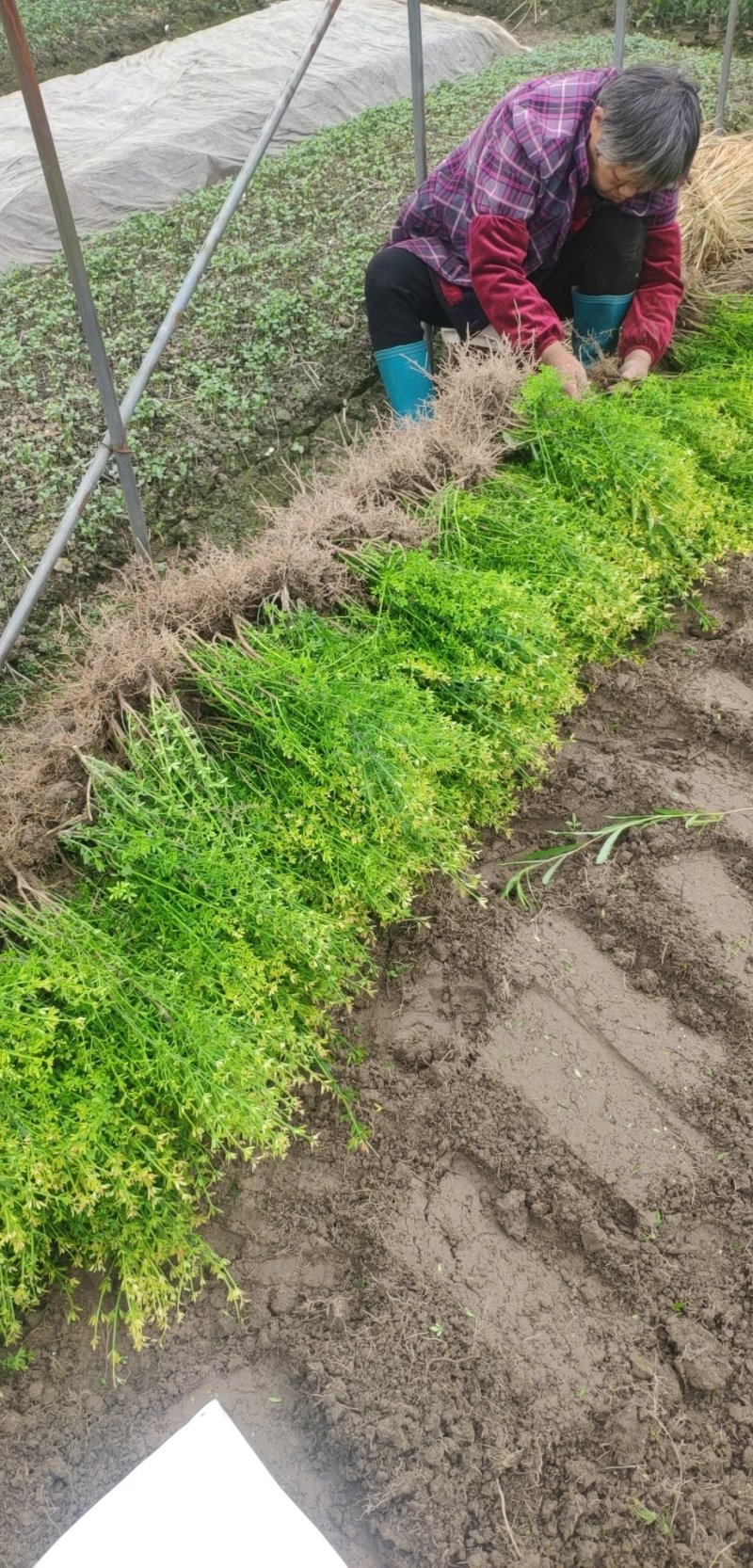 迎春花30一70色块苗大量