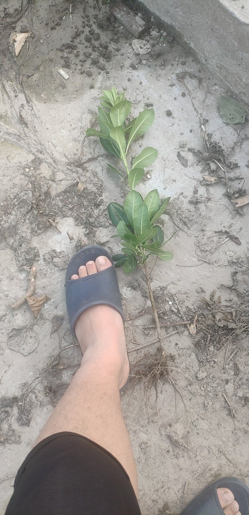 海桐30一50高裸根与小杯有售