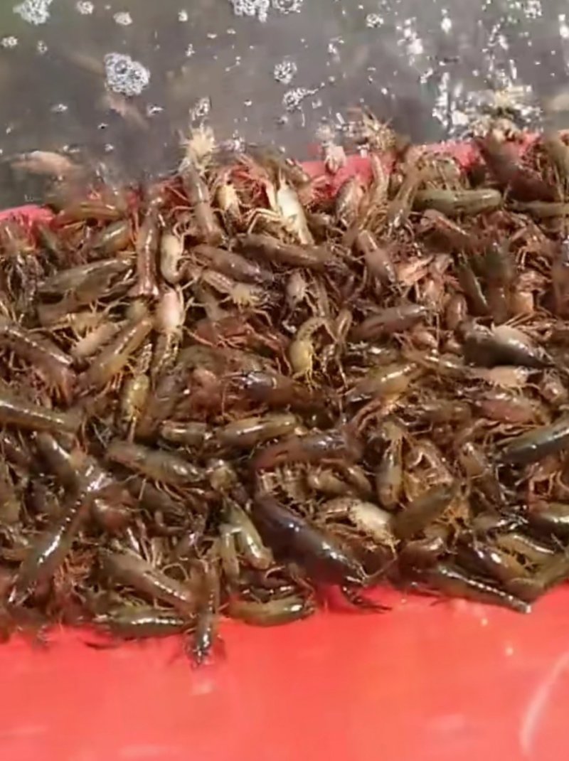 水产养殖小龙虾成长周期短保证成活率提供技术