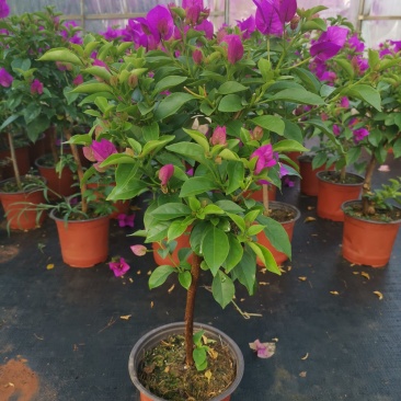 基地大量批发整体高度带花带土五十左右的三角梅