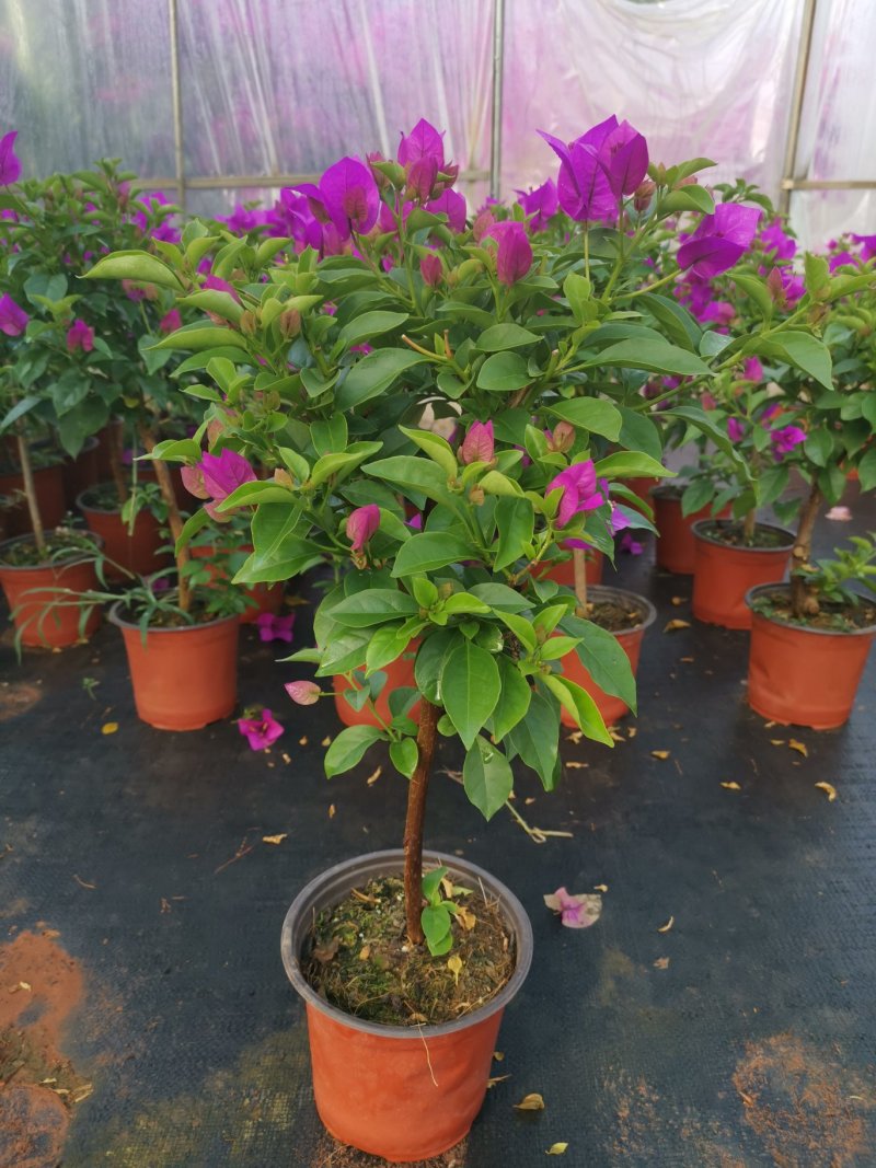 基地大量批发整体高度带花带土五十左右的三角梅