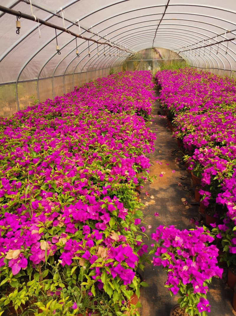 基地大量批发整体高度带花带土五十左右的三角梅