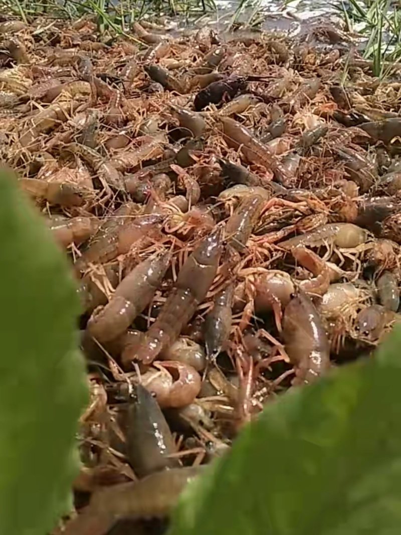 水产养殖小龙虾成长周期短保证成活率提供技术