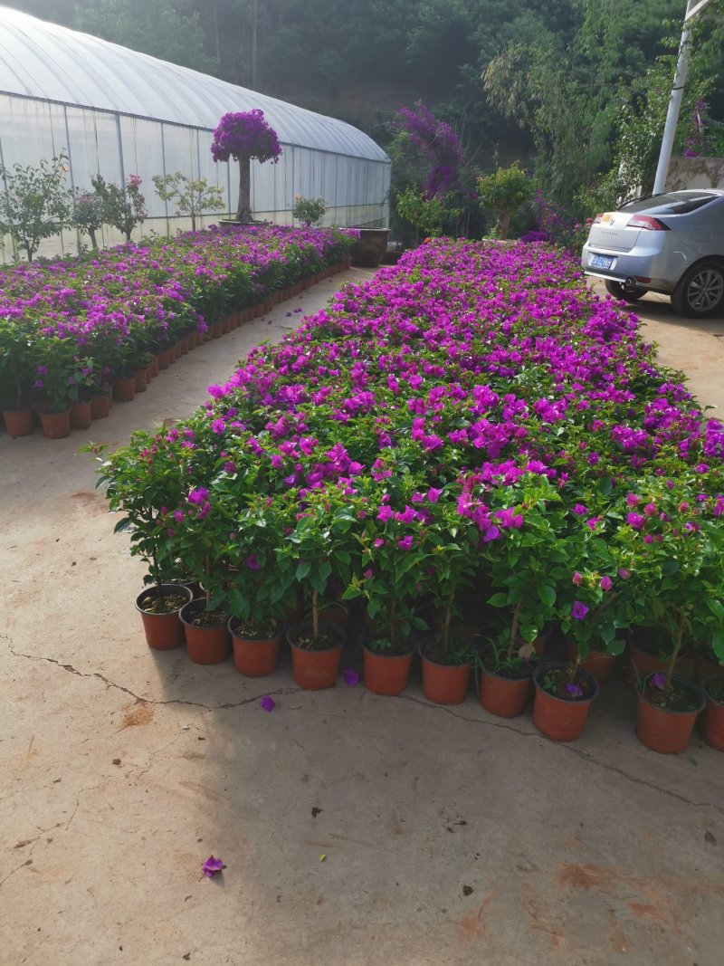 基地大量批发整体高度带花带土五十左右的三角梅