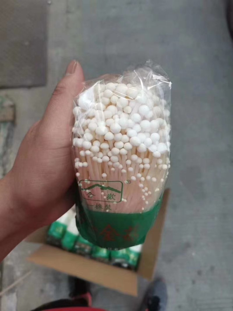 金针菇胖，全品类