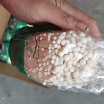 金针菇胖，全品类