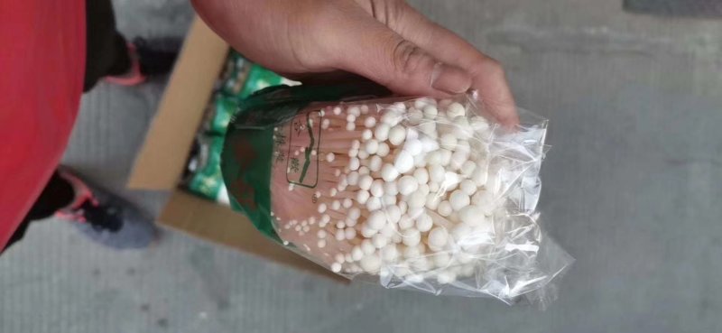 金针菇胖，全品类