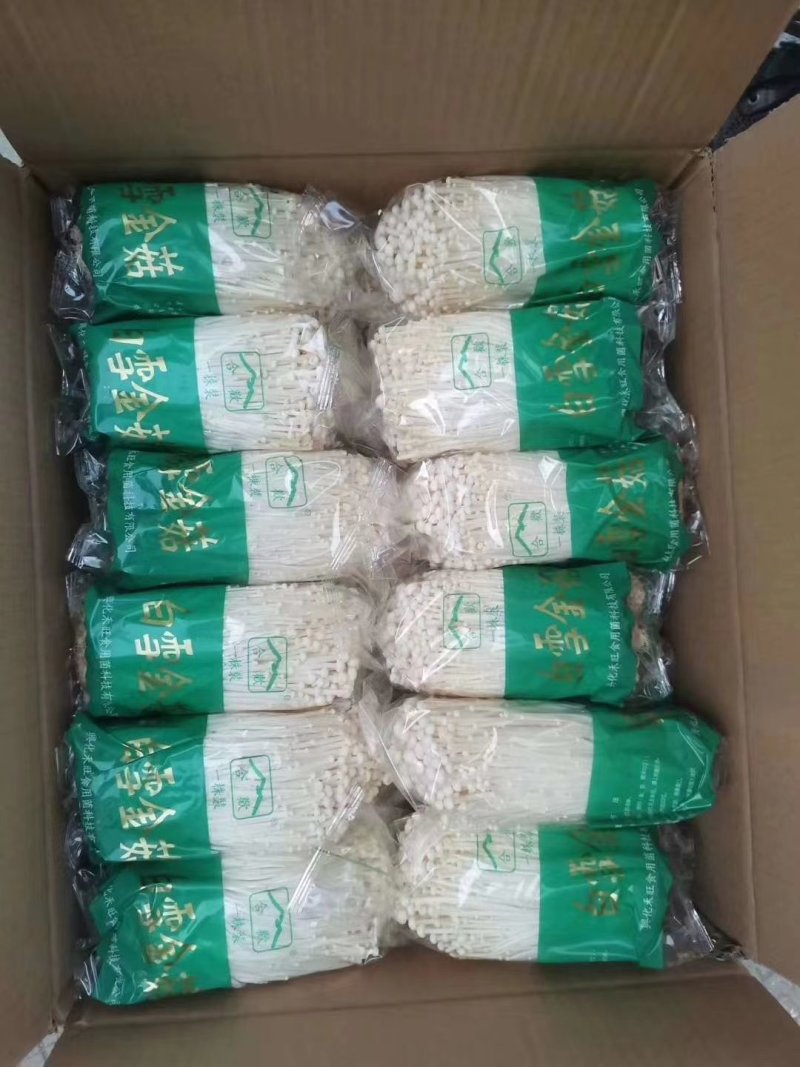 金针菇胖，全品类