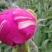 牡丹芍药花