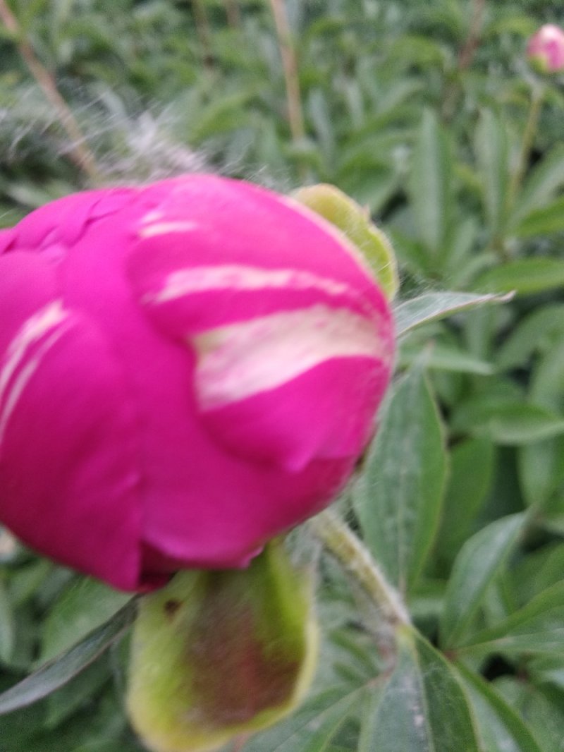 牡丹芍药花