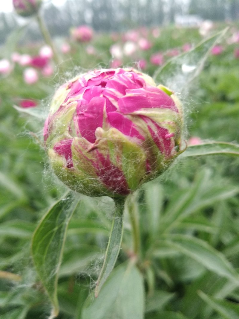 牡丹芍药花