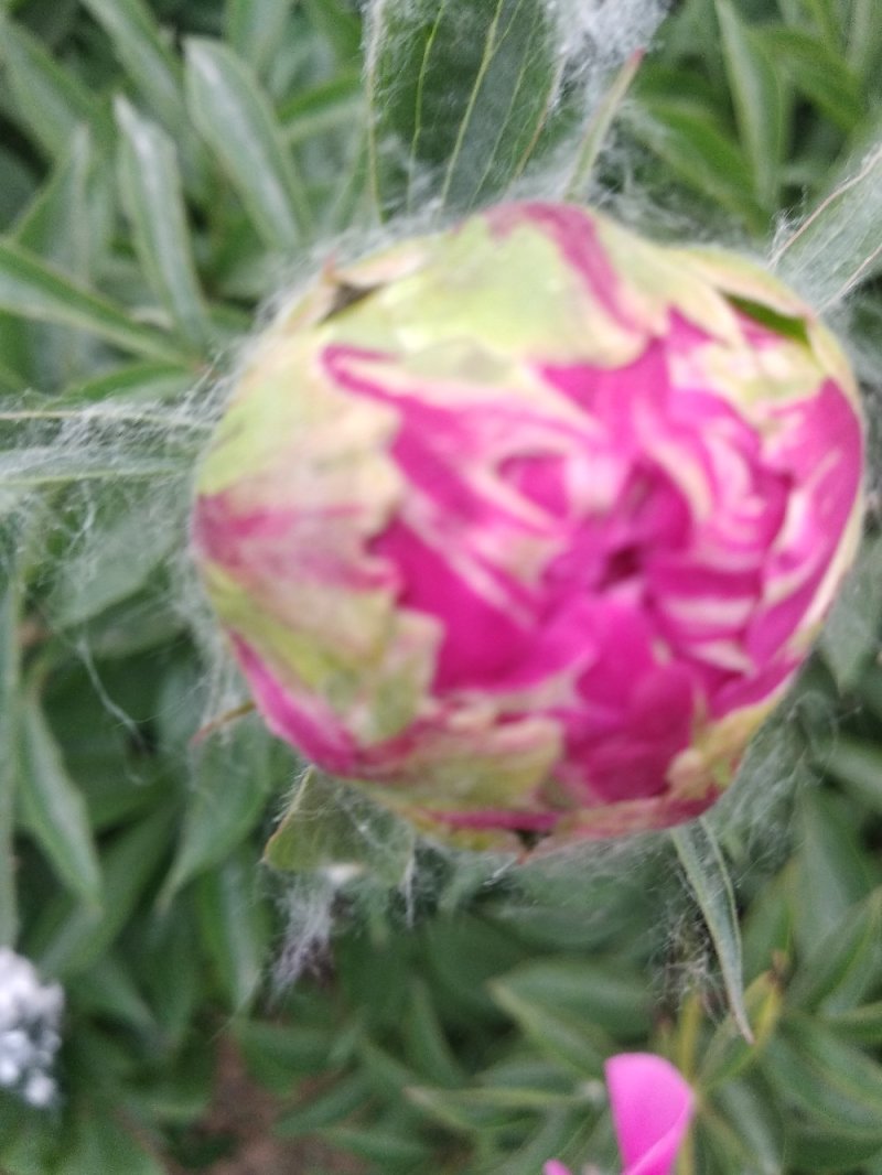 牡丹芍药花