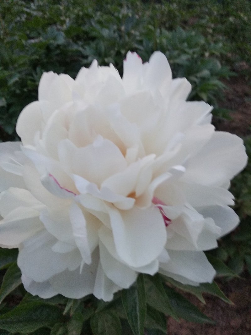 牡丹芍药花