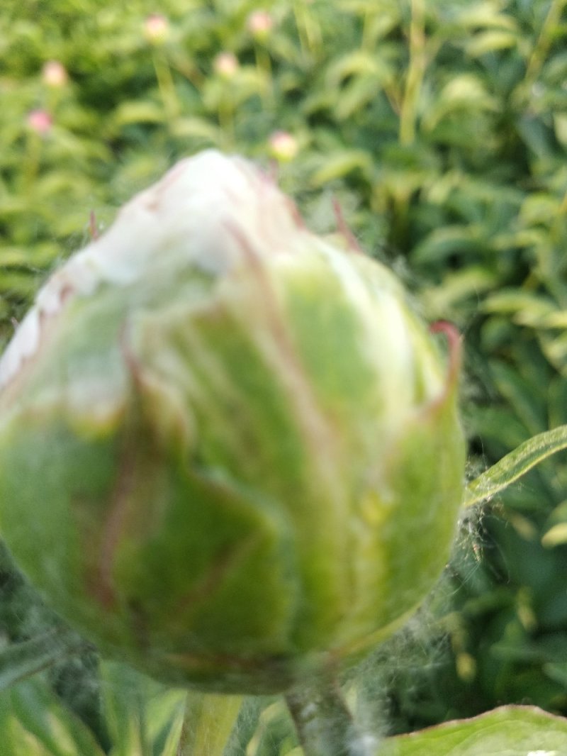 牡丹芍药花