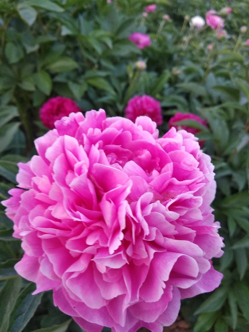 牡丹芍药花
