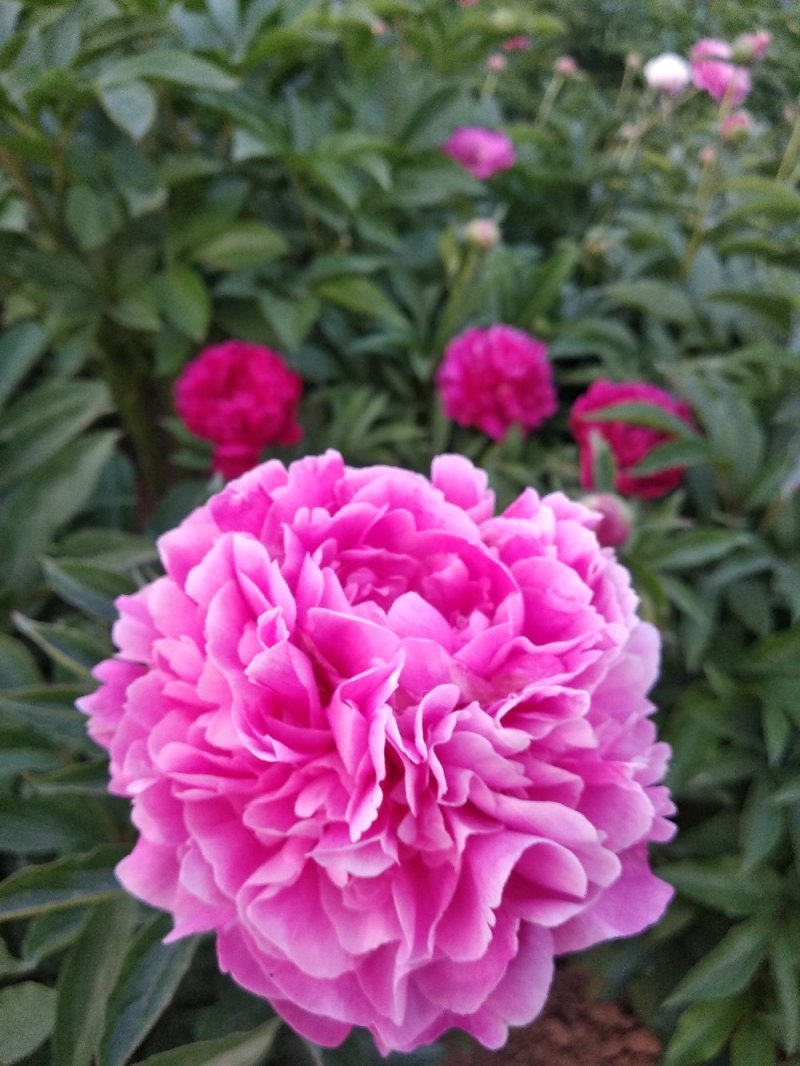 牡丹芍药花