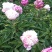 牡丹芍药花