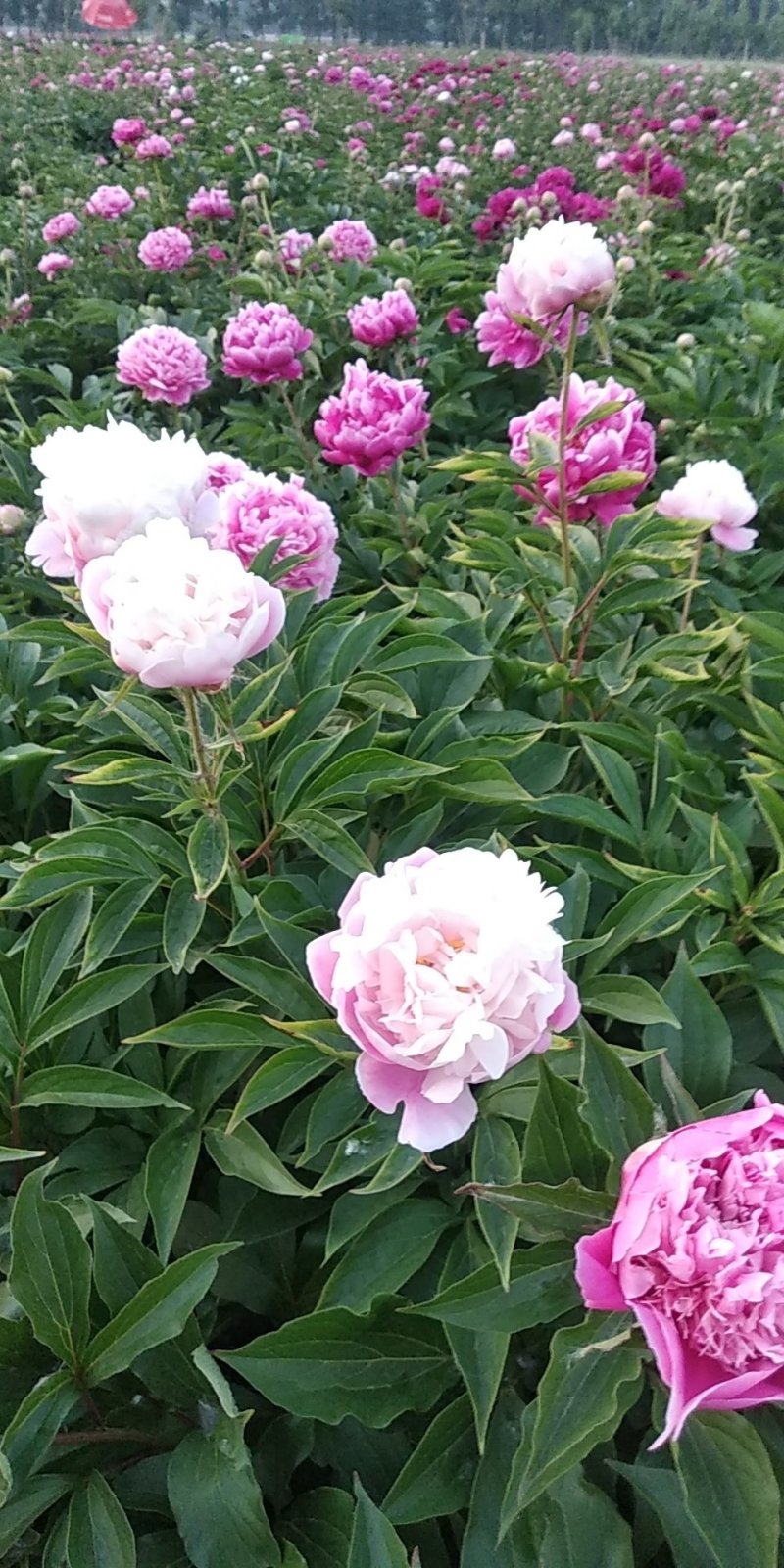 牡丹芍药花