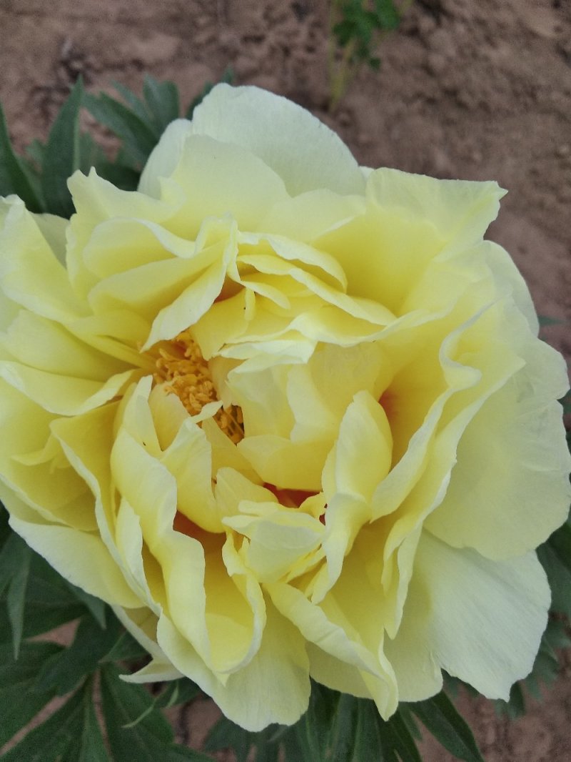 牡丹芍药花