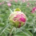 牡丹芍药花
