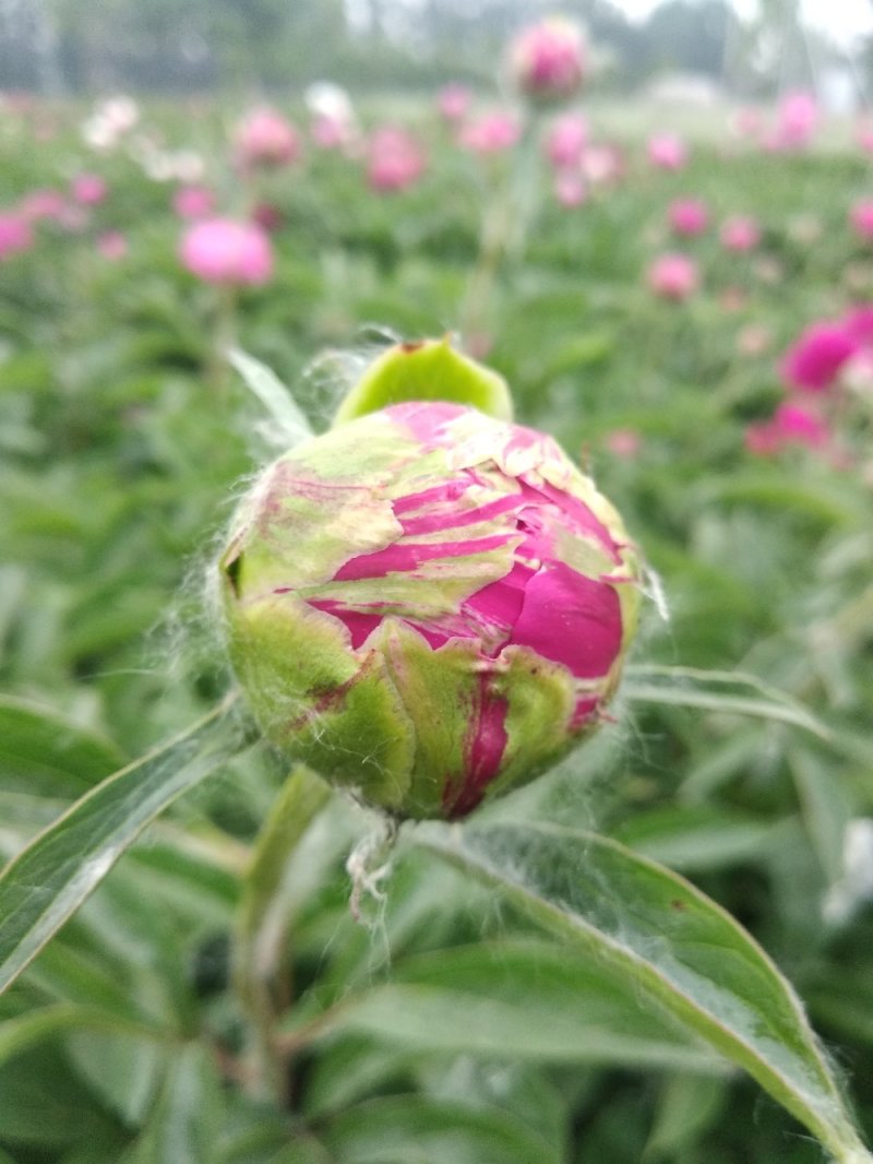 牡丹芍药花