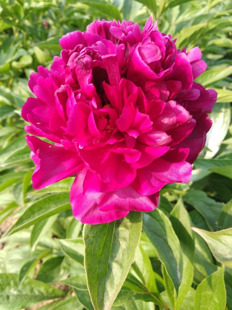 牡丹芍药花