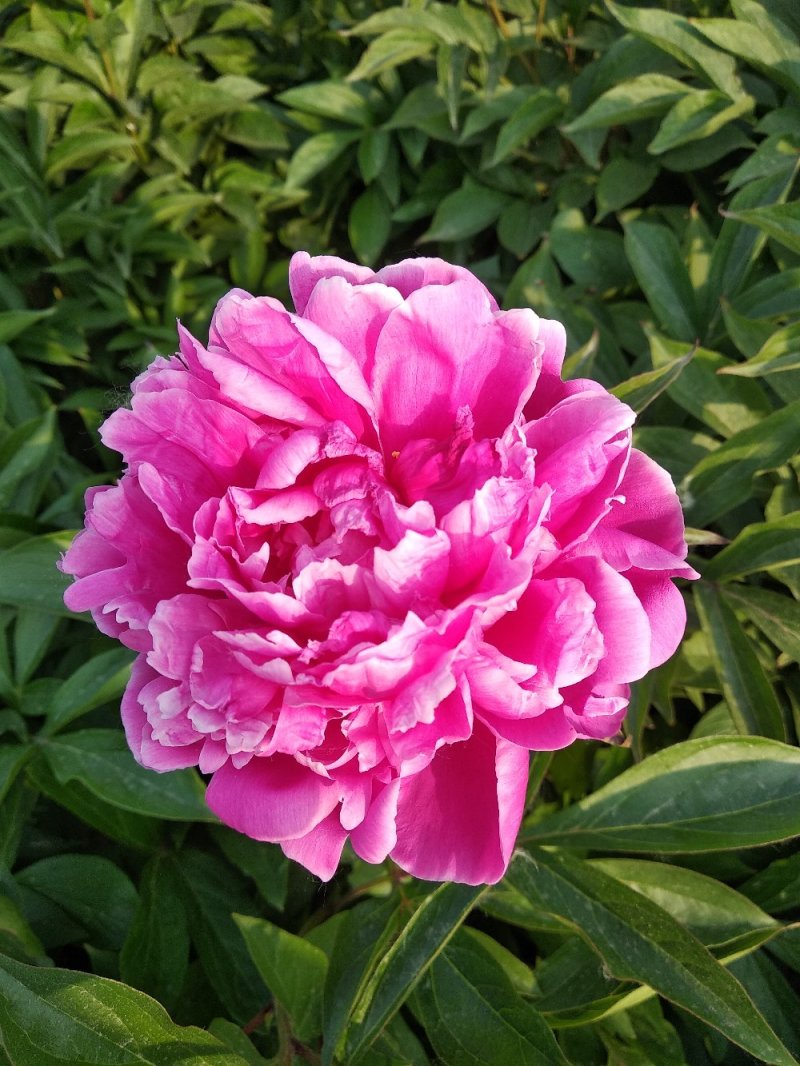 牡丹芍药花