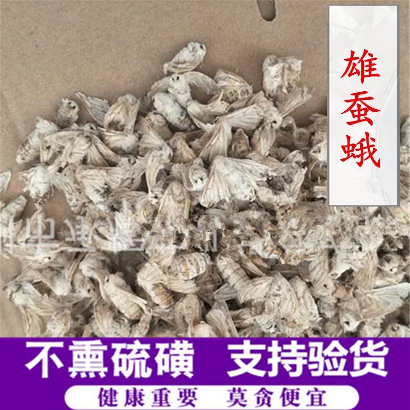 雄蚕蛾产地直销量大从优一手货源