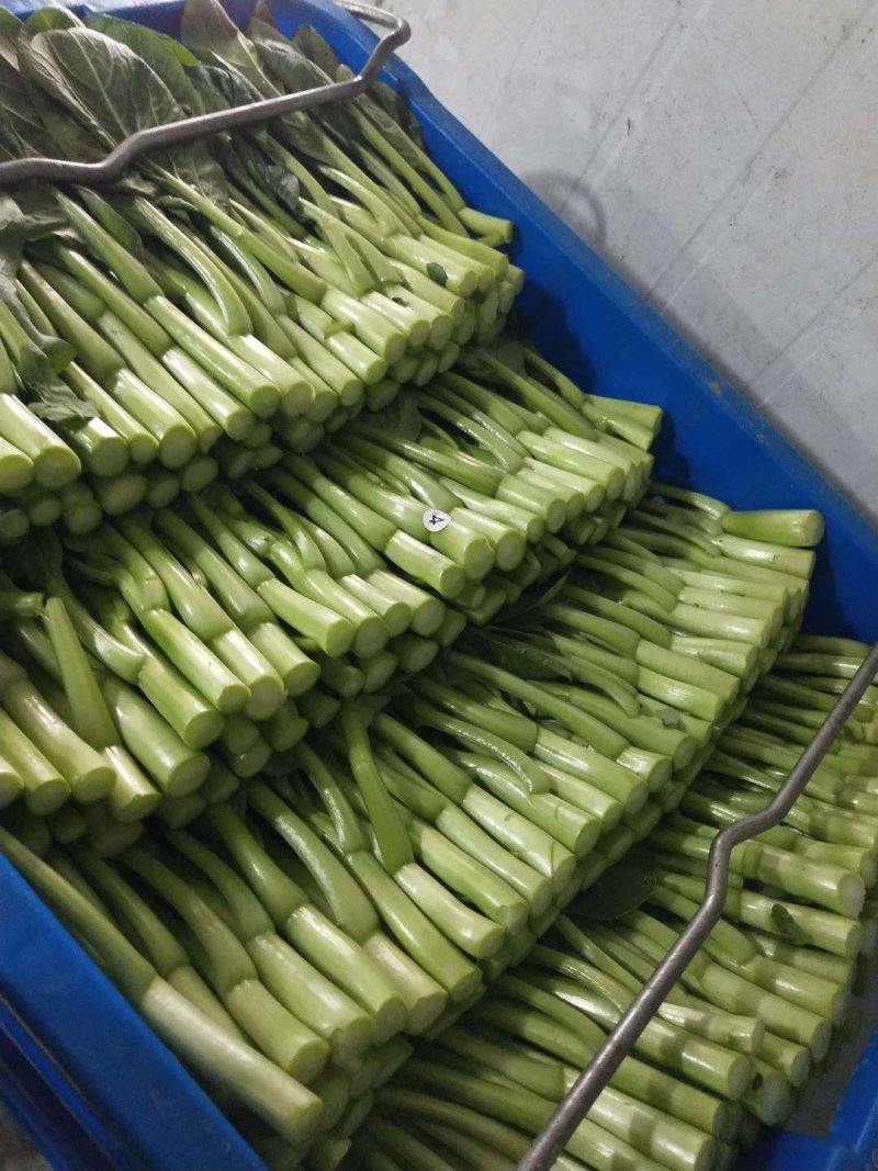 广东菜心