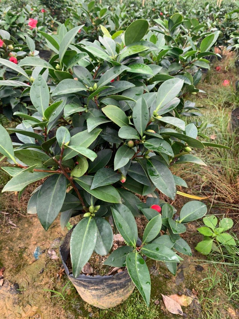 四季杜鹃红山茶基地直销一手货源原装带土发