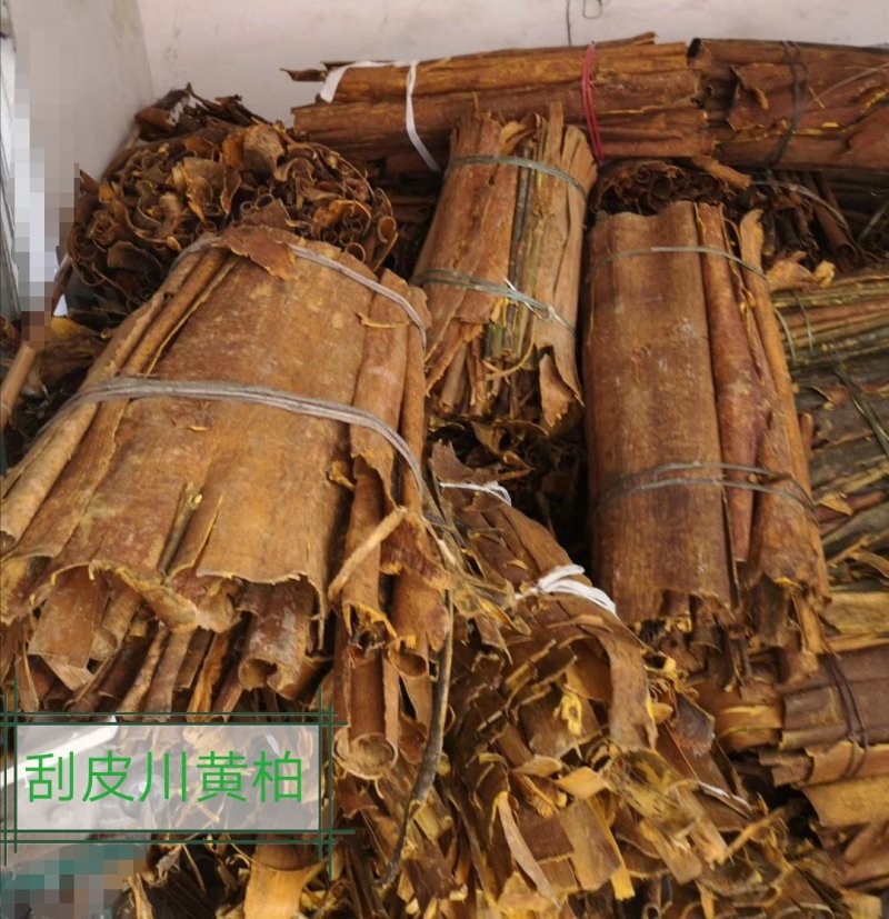 川黄柏，黄柏丝，未去外粗皮干切黄柏丝，货干颜色漂亮