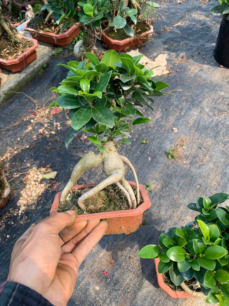榕树盆景人参榕大小规格齐全常年供应