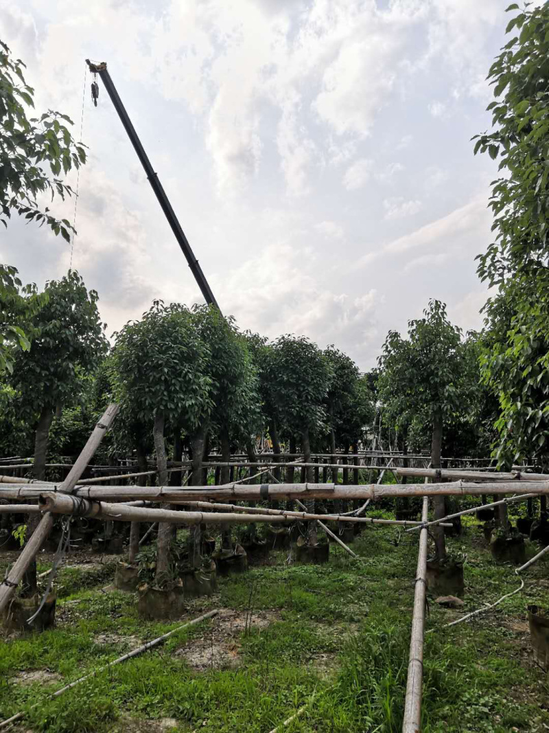 香樟812131518