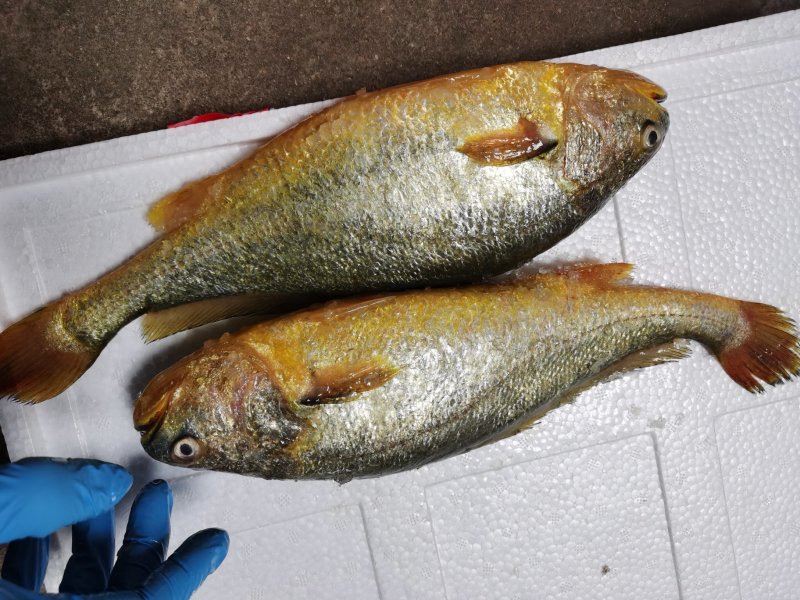 新鲜大黄鱼鲜活速冻大黄鱼黄鱼水产江苏海鲜水产