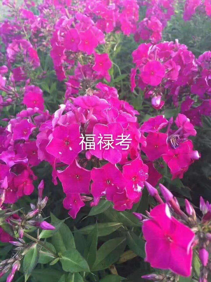 福禄考，甘肃省定西市临洮县福禄考小区绿化，观赏花海