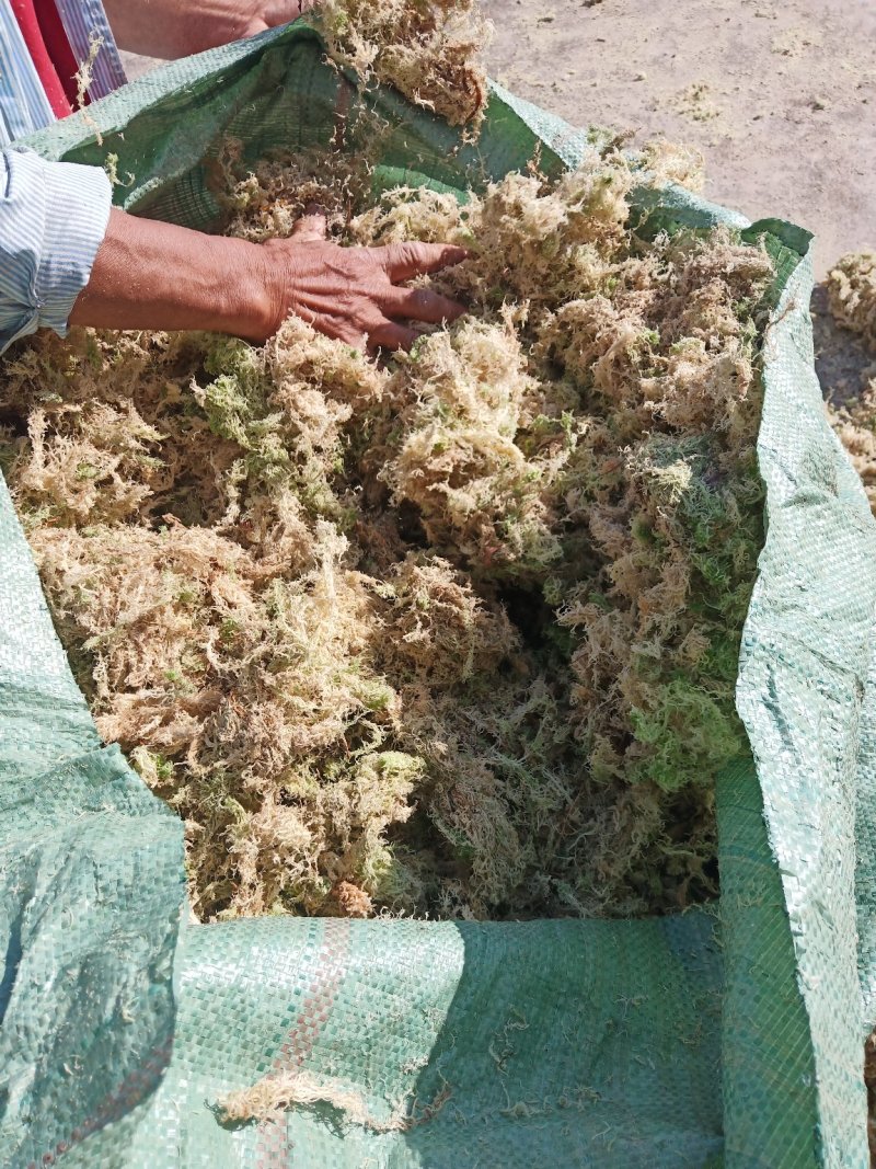 水苔