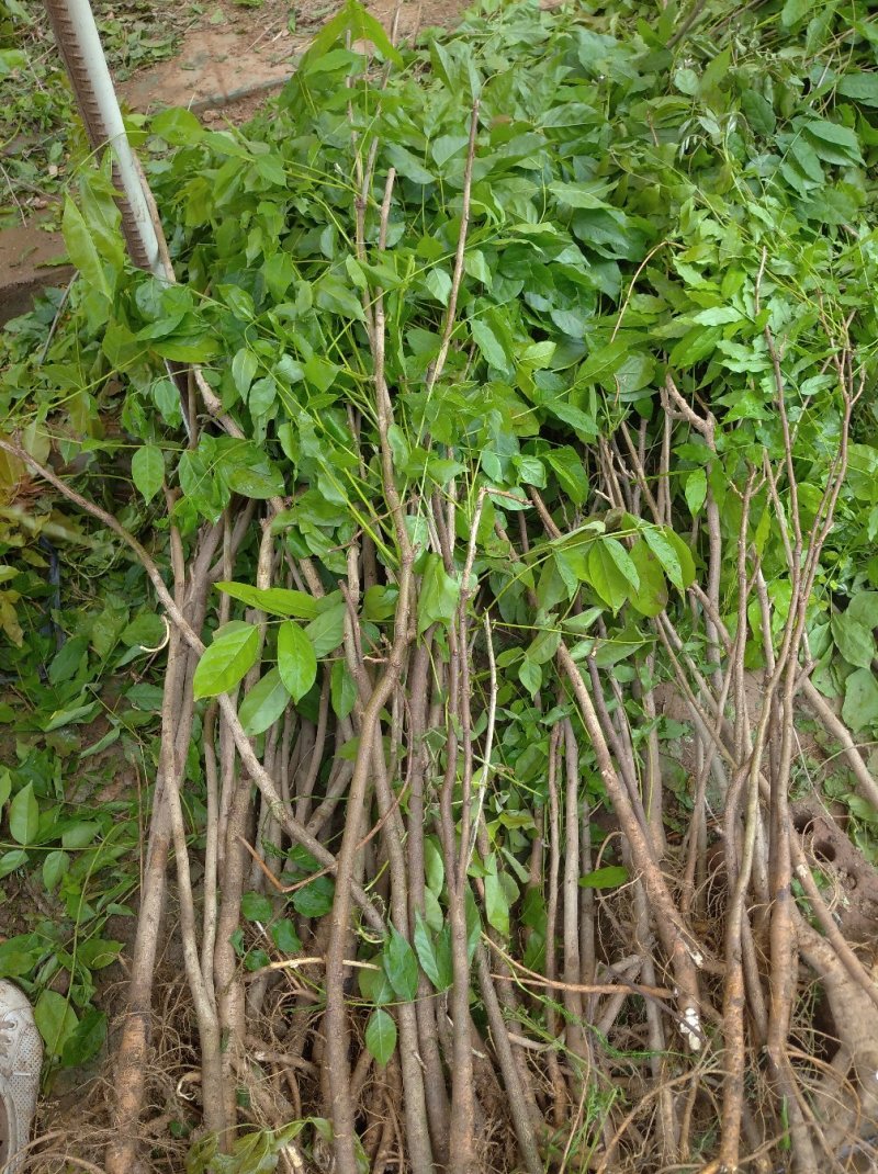 紫藤苗多花紫藤树苗盆栽紫藤花苗攀援花卉紫藤盆栽爬藤植物