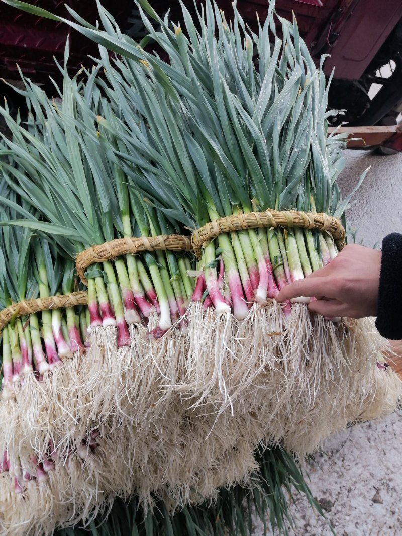 红根蒜苗