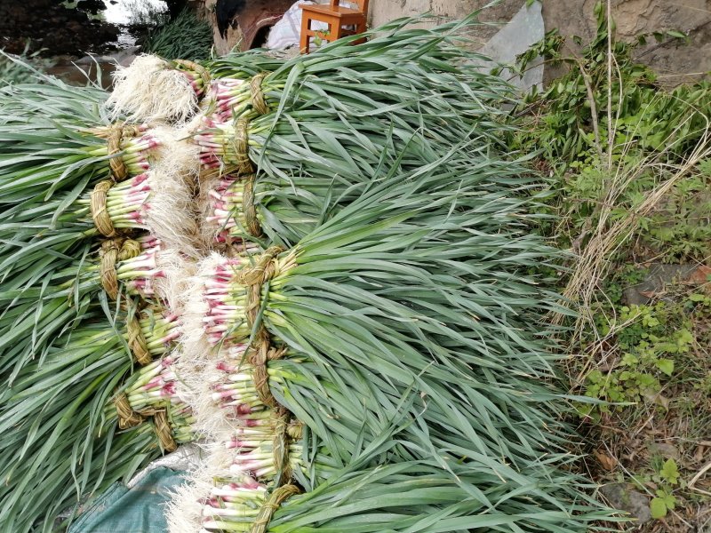 红根蒜苗