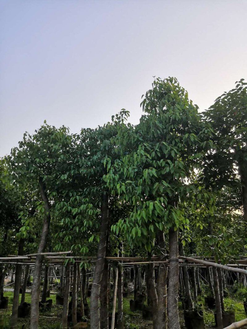 香樟树苗香樟树绿化苗木