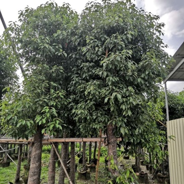 香樟树苗香樟树绿化苗木
