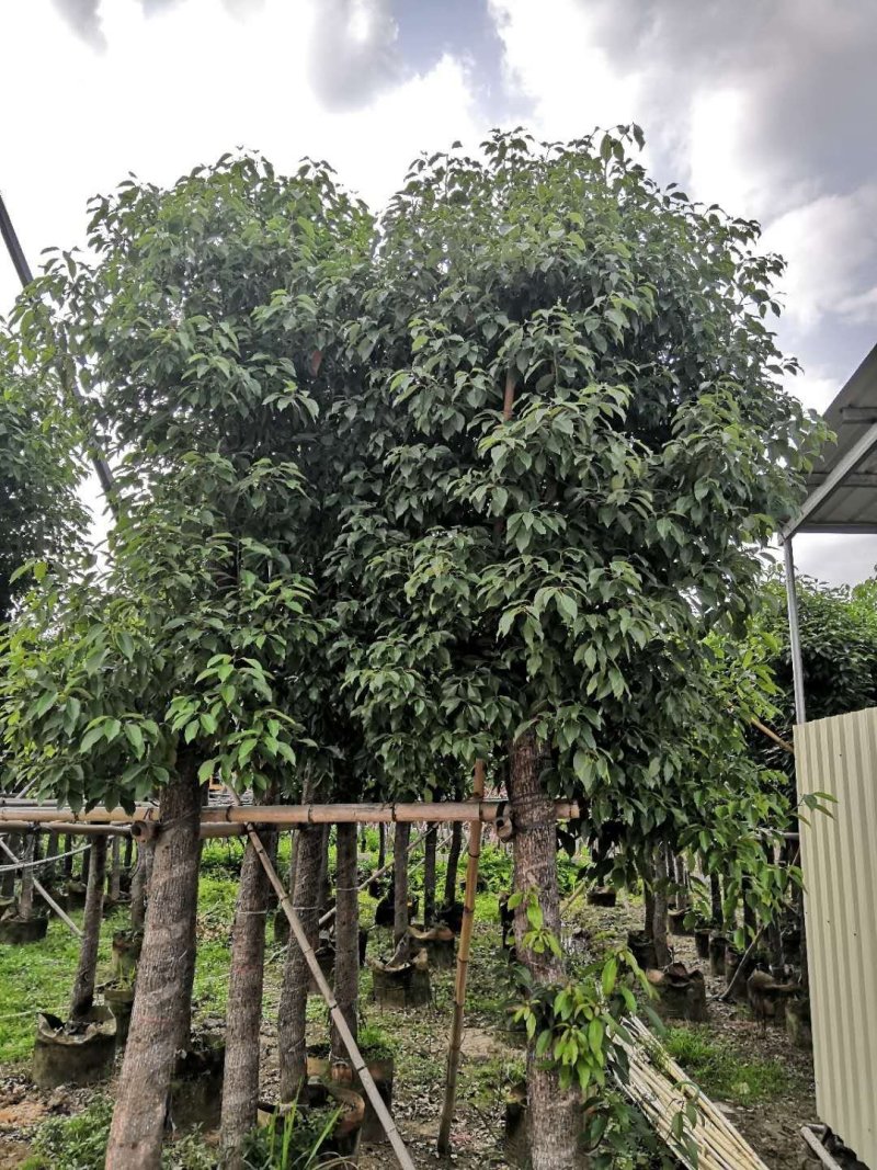 香樟树苗香樟树绿化苗木