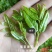 莓茶正品特级高山霉茶180g四盒铁罐装益寿藤莓茶芽尖