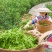 莓茶正品特级高山霉茶180g四盒铁罐装益寿藤莓茶芽尖